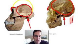 Skullcast comparison of hominin skulls [upl. by Nnyllatsyrc]