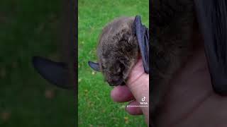 Little Brown Bat Removal in FXBG VA  Summit Environmental Solutions [upl. by Patience793]