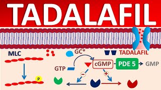 Tadalafil  Mechanism side effects precautions amp uses [upl. by Peh]