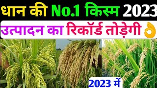 2023 में धान की उन्नत किस्म ।। Bayer Arize 6444 Gold ।। Hybrid Paddy Seeds ।। Paddy Farming [upl. by Yesor]