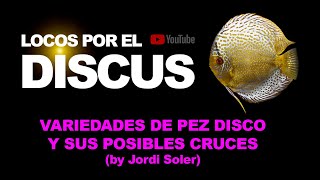 VARIEDADES DE PEZ DISCO Y SUS POSIBLES CRUCES by Jordi Soler [upl. by Aileno]