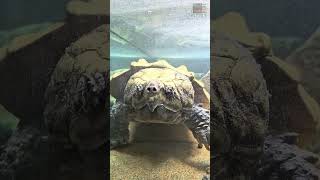 The Alligator Snapping Turtle [upl. by Esille624]