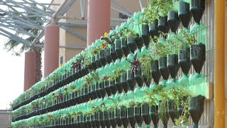 The Green Wall  Educational Vertical Garden Bottle System Project [upl. by Jelsma]