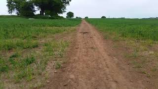 Hills of Northamptonshire Part 4 Harlestone firsKingsHeath Spinney [upl. by Audrye968]