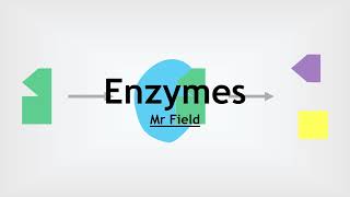 GCSE Biology 05  Enzymes [upl. by Adnilam]