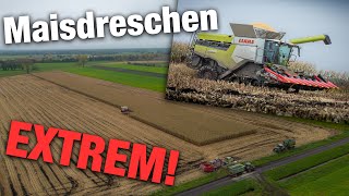 Maisernte 2023 EXTREM  Schlammschlacht  Maisdreschen mit Claas Lexion 6900 Fendt  Maize in Mud [upl. by Sugna]