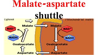 Malate aspertate shuttle [upl. by Kcirtapnhoj]