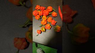 Carolina Reaper video announcement carolinareaperchallenge announcement hotpepper challenge [upl. by Quillan]