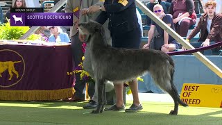 Scottish Deerhounds  Breed Judging 2023 [upl. by Nytsua]