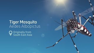 3D Science animation  Tiger mosquito spread [upl. by Bea314]