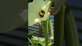 Okra Farming satisfying farming gardening [upl. by Sicard]