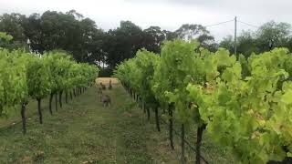 Australia’s Hunter Valley Wineries [upl. by Assenav]