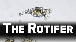 Howies Lab  Wheel animals Rotifer [upl. by Nnazus]