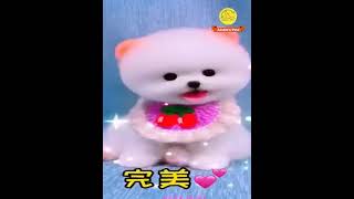 Pomeranian Morning Routine shortsfeed funny shorts youtube [upl. by Glenden231]