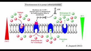 فيديو جديد و مميز  النقل النشيط le transport actif الجزء الاول [upl. by Guyon]