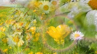 Buttercups and Daisies by Rebecca Tripp Remastered [upl. by Aneer656]