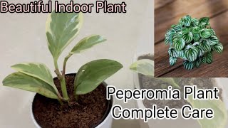 Peperomia की Complete Care  Beautiful Indoor Plant  पेप्रोमिया प्लांट की केयर 🪴 [upl. by Bronez368]