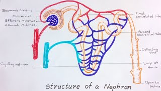 Nephron Diagram  How to draw and label the parts of a Nephron [upl. by Rehportsirhc]