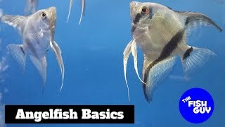 Angelfish Basics [upl. by Notsnorb]