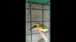 Yellowfronted Canary X Lemonbreasted Canary [upl. by Pascoe255]