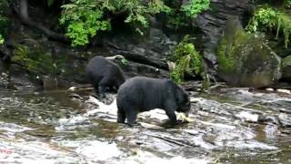 Bears feeding on salmon eggs 2 [upl. by Ramad469]