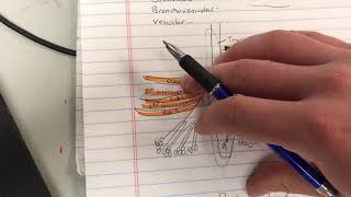 Bronchial Bronchovesicular amp Vesicular Lung Sounds  EMT MADE EASY [upl. by Adnic]