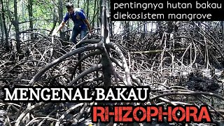 Mengenal pohon Bakau Rhizophora dan perannya diekosistem Hutan Mangrove [upl. by Ahar666]