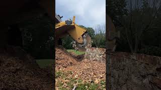 Let’s Shred It 🌳Turning This Stump Into Chips landscaping stumpgrinding satisfying [upl. by Michaelina]