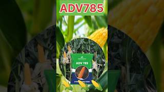 Advanta 785maize maizefarming maizefarm [upl. by Idnic]