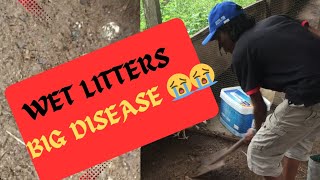 HOW I AVOID DISEASES ON MY CHICKEN FARM chicken [upl. by Mizuki]