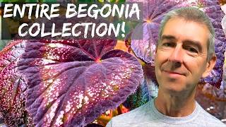 If you love Begonias  watch this now Find your next Begonia here [upl. by Nevile]