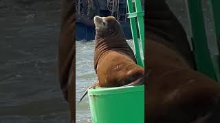 Water dog ridewithmesealions boatlife cadelta [upl. by Lleruj]