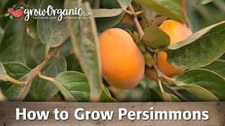 How To Grow Organic Persimmons [upl. by Adrial]