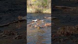 Bronte Creek At Bronte Creek Provincial Park [upl. by Acire]