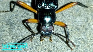 Insect Species  Darkling Beetle  Redlegged Darkling Beetle Strongylium erythrocephalum [upl. by Egap]