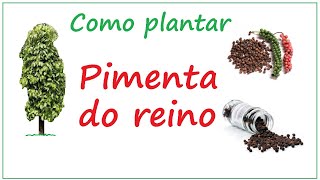 Como plantar pimenta do reino [upl. by Anaek]