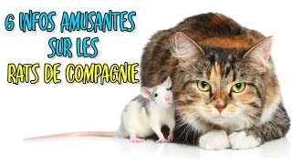 6 Raisons dAvoir Un Rat De Compagnie [upl. by Bathulda970]