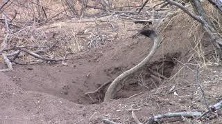 A lioness pulling a warthog from her burrow [upl. by Eanore]