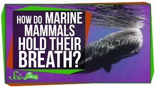 How Do Marine Mammals Hold Their Breath For So Long [upl. by Ravilob114]