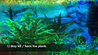 Methylene blue planted tank pros and cons [upl. by Enimajneb]