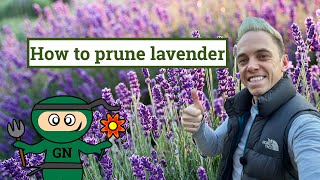 How to prune and grow lavender for beginners [upl. by Eenet]