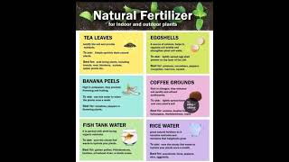 Natural Fertilizer For Indoor and Outdoor Plants plants fertilizer plantcare [upl. by Dera]