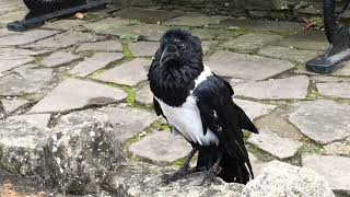 Knaresborough Castle Ravens [upl. by Petras]