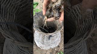 Catch crabs using hand survival skills fishing bigsnail snailfish crab [upl. by Llenel]