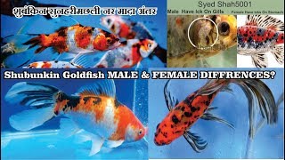 SHUBUNKIN goldfish Male Female Diffrences Goldfish male female differences [upl. by Armmat304]