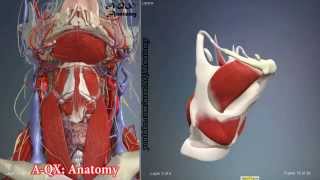 Larynx Muscles  3D Human Anatomy  Organs [upl. by Maite]