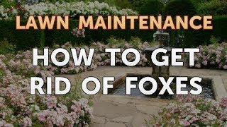 How to Get Rid of Foxes [upl. by Aztiraj]