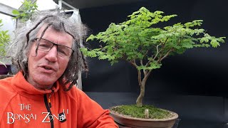 My Brazilian Raintree The Bonsai Zone April 2024 [upl. by Ashjian]