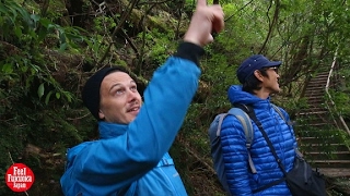 Yakushima in Kagoshima Prefecture Japan  Relaxation for body mind and soul [upl. by Gonick]