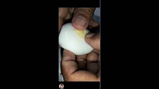 ILONGGA VLOGs is live CRACKampPEELING DUCK WHITE EGG trending viralvideo [upl. by Ykcim405]